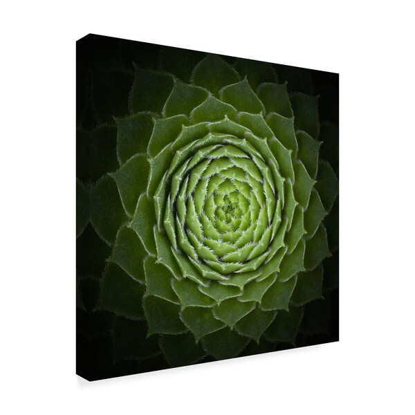 Victor Mozqueda 'Green Succulent' Canvas Art,35x35